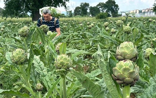 Bursa'nın Enginarı Tehlikede