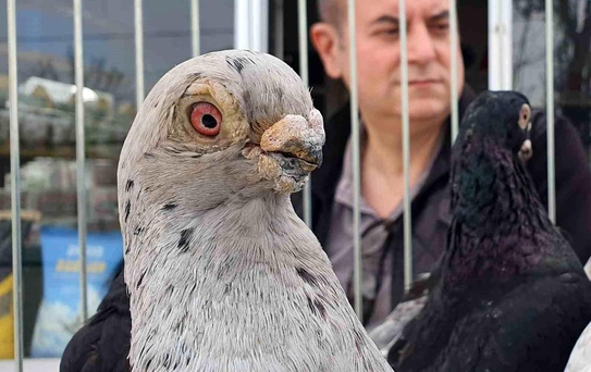 Tokur Güvercinleri Yarıştı