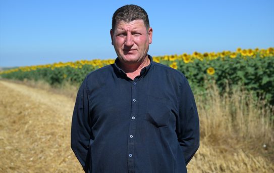 Trakya'da buğday hasadı başladı, verim yüksek