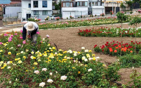 Başiskele'de 15 bin gülün açtığı bahçede görsel şölen