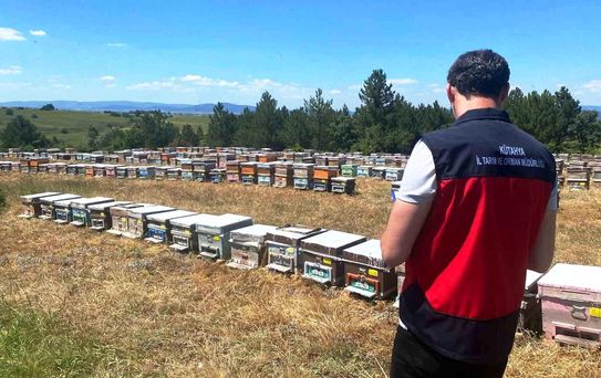 Çavdarhisar'da Arıcılık Denetimleri Devam Ediyor