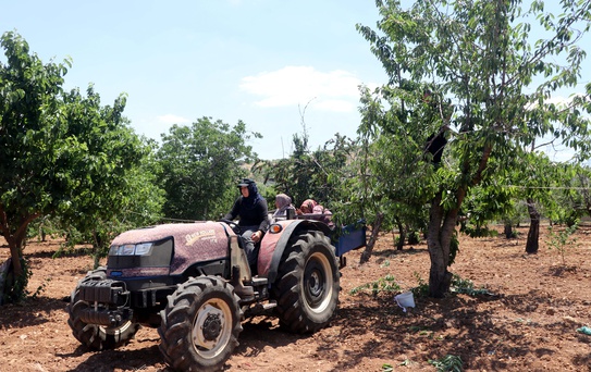 Gaziantep'te Kiraz Hasadı Sorunlarla Başladı