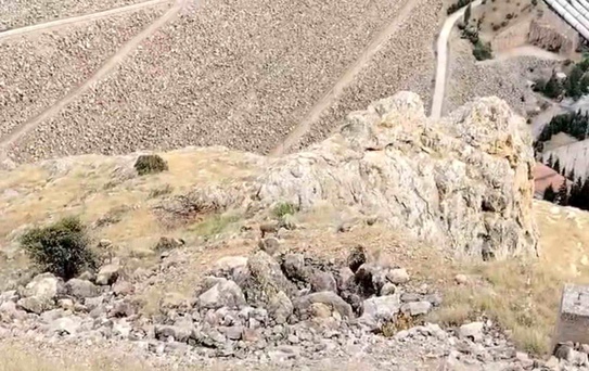 Keban'da Dağ Keçileri Görüntülendi