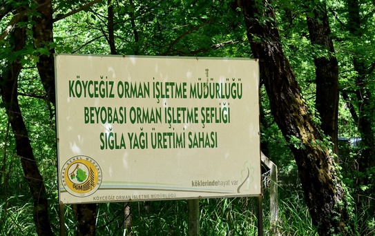 Köyceğiz'de Sığla Yağı Üretimi Başladı