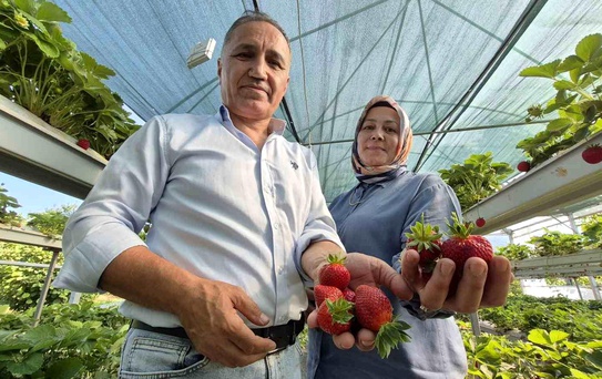 Emekli Çift, Düzce'de Çilek Yetiştiriyor