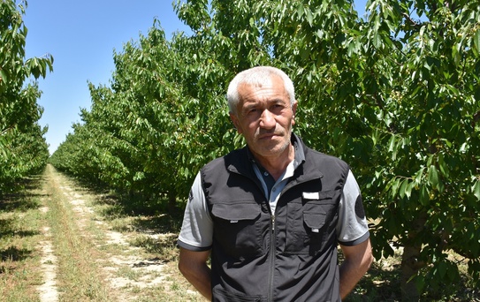 Afyonkarahisar'da Napolyon Kirazı Bekleniyor