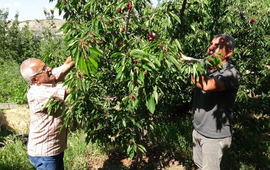 Hasat başladı, 3 bin TL yevmiyeye işçi bulamıyorlar