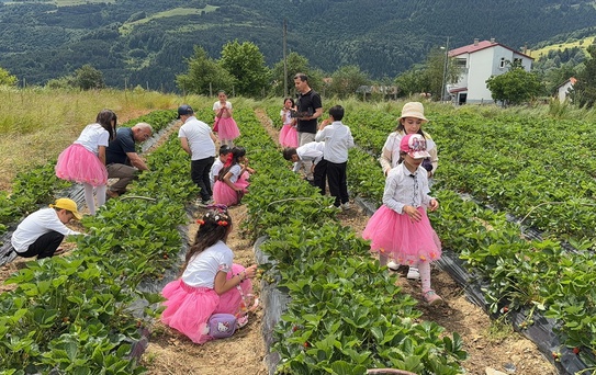 Alaçam'da 3. Çilek Hasadı Etkinliği