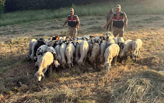 Hozat'ta Kayıp 32 Hayvan Bulundu