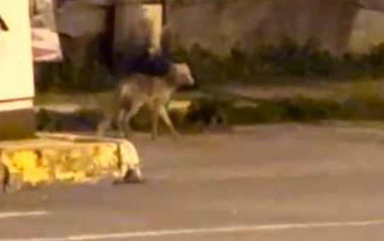 Ardahan'da Gece Tilki Gezintisi