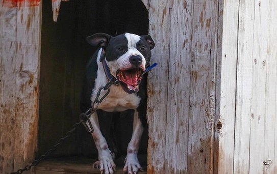 Küçük Asiye'yi yaralayan pitbull silah sayıldı