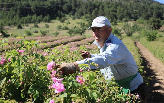 Isparta'da Gül Hasadı Devam Ediyor