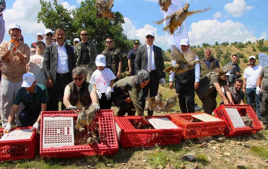 Amasya'da Keklikler Doğaya Salındı