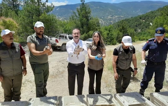 Reşadiye'de 200 Keklik Doğaya Salındı