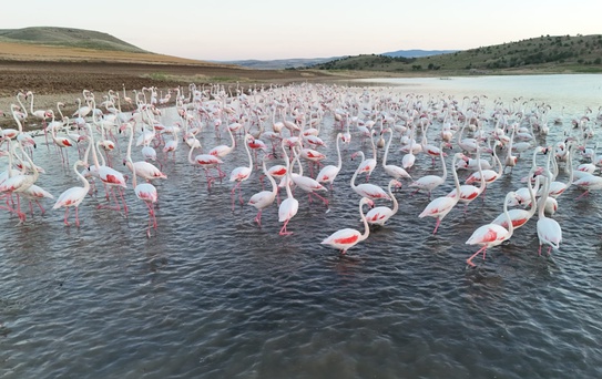 Tuz Gölü'nde Flamingo Molası