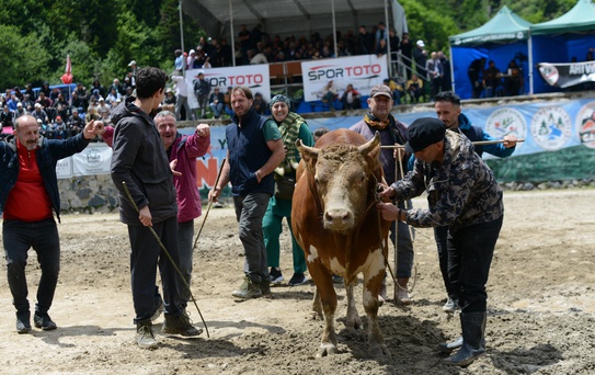 30. Ayder Festivali'nde Boğa Güreşleri Coşkusu