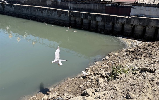 Zeytinburnu'nda Balık Ölümleri Kötü Kokuya Neden Oluyor
