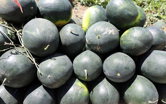 Iğdır'da Karpuz Hasadı Başladı