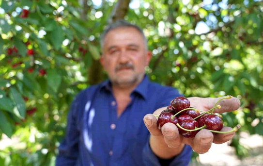 Tokat'ta Kiraz Üreticileri Yüzde Gülüyor