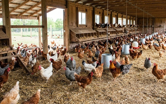 Nepal'de artan kuş gribi vakaları nedeniyle yüz binlerce kümes hayvanı itlaf edildi