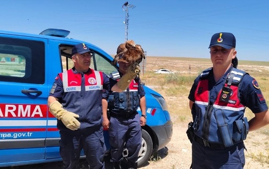 Yozgat'ta Yaralı Şahin Tedavi Altında