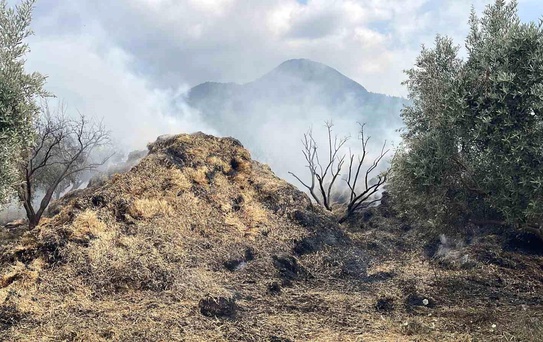 Osmaniye'de bahçedeki saman balyaları yandı, zeytin fidanları zarar gördü