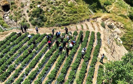 Siirt'te çilek hasadı