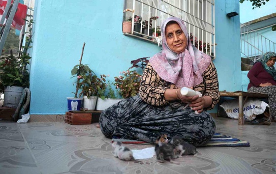 Kedilere Merhametle Bakıyor