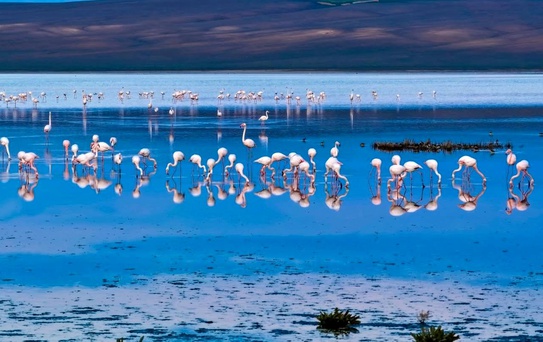 Düden Gölü'nde Flamingo Güzelliği