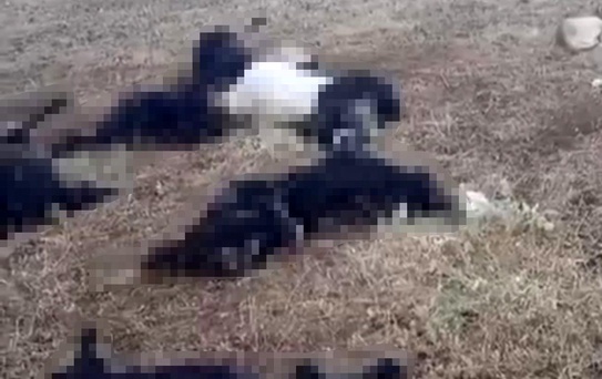 Bitlis'te Yıldırım Küçükbaş Hayvanları Telef Etti