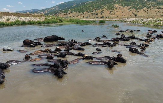 Muş'ta Afrika'yı andıran manzaralar