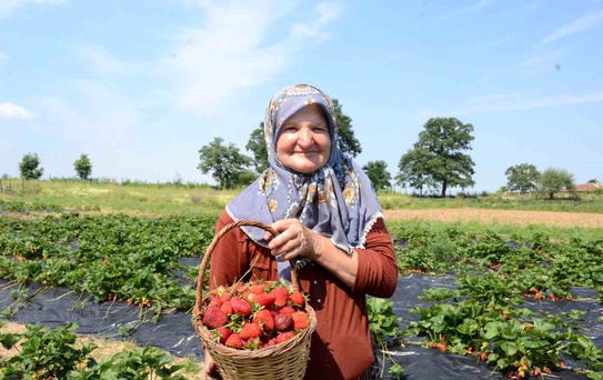 Hobiyle Başladı, 42 Dönüm Çilek Yetiştiriyor