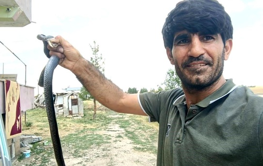 Kurtalan'da Yılanı Çıplak Elle Yakaladı