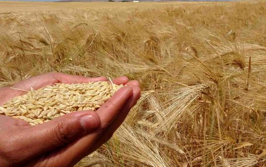 Yozgat'ta Arpa Hasadı Yapıldı