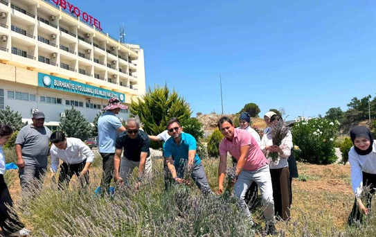 Burhaniye'de 'Lavanta Kokulu Okul' da hasat heyecanı