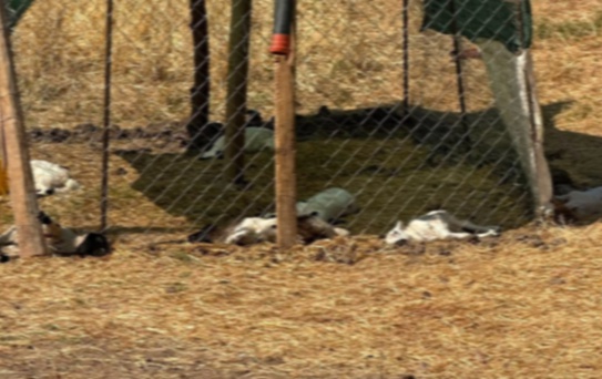 Diyarbakır'da başıboş köpekler 15 kuzuyu telef etti