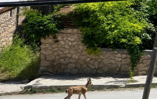 Kemah'ta Dağ Keçisi Sokaklarda