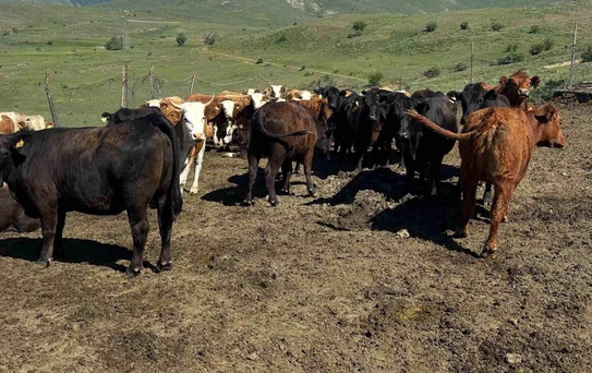 Aydıntepe'ye Besilik Sığır İthalatı