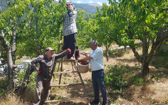 Gaziantep'te Napolyon Kirazı Hasadı