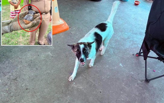 Tayland'da evcil köpek, eve el bombası getirdi