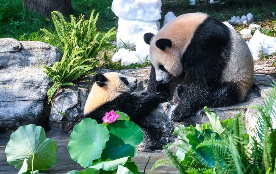Wang Shu'nun İlk Doğum Günü Kutlandı