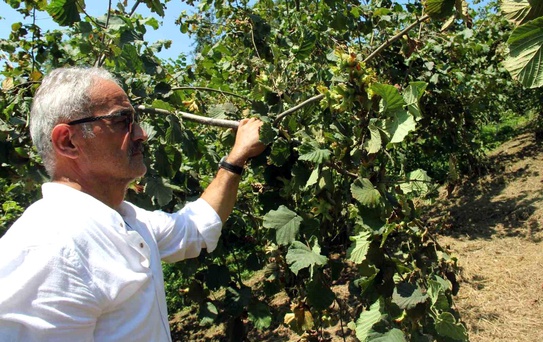 Fındık Fiyatları Düşmeye Devam Ediyor