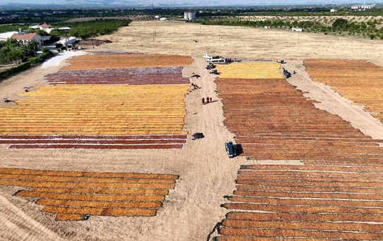 Malatya'da Kayısı Hasadı Devam Ediyor
