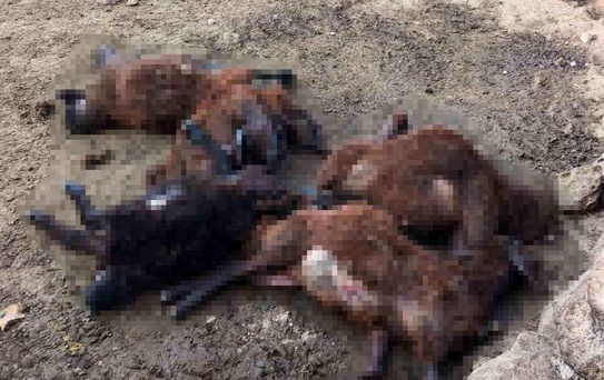 Kurtlar Sürüye Saldırdı: 20 Koyun Telef Oldu