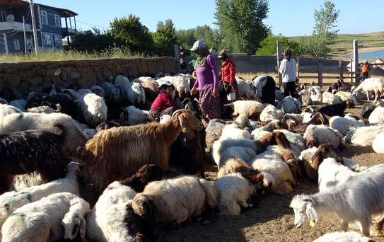 Tatvan'da Koyunların Tozlu Yolculuğu