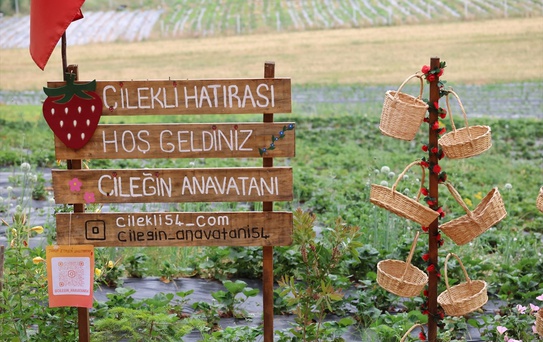 Çilekli Mahallesi'nde Hasat Keyfi