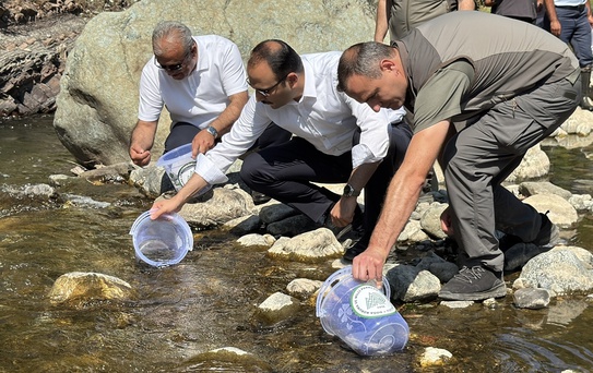 Bozkurt'ta Doğal Yaşam İçin 15 Bin Alabalık Salındı