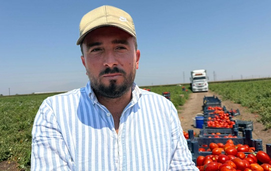 Amik Ovası'nda Domates Hasadı Başladı