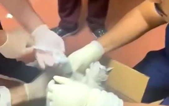 Elazığ'da Bacağı Kırık Sokak Kedisine Müdahale