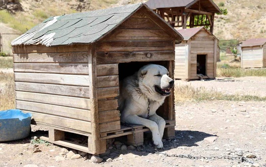 Kangal Köpekleri Sıcak Havadan Olumsuz Etkileniyor